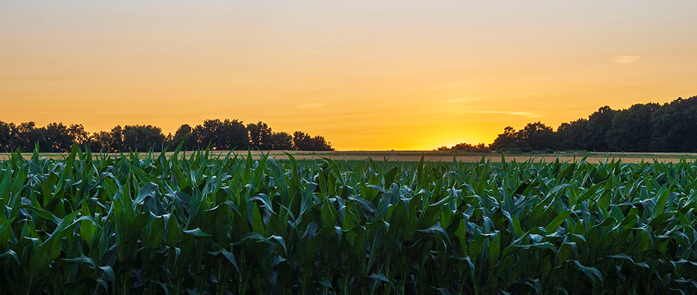Ag Land Realty, LLC, located in Osmond, Nebraska, provides local knowledge and personal service to property owners throughout Northeast Nebraska and beyond.